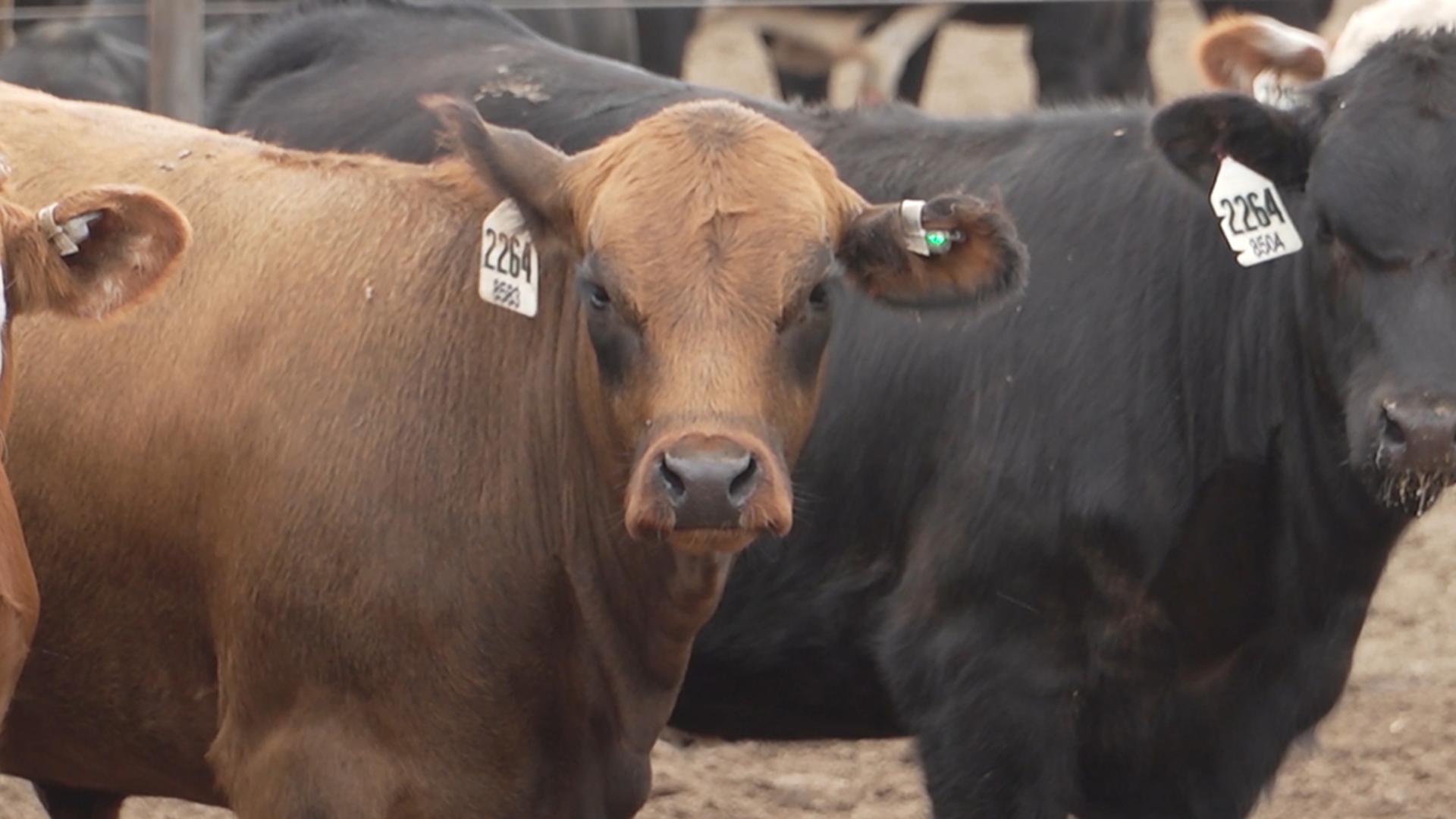 New Technology Helps Producers Identify Sick Cattle Sooner and Back to Putting on Pounds of Beef