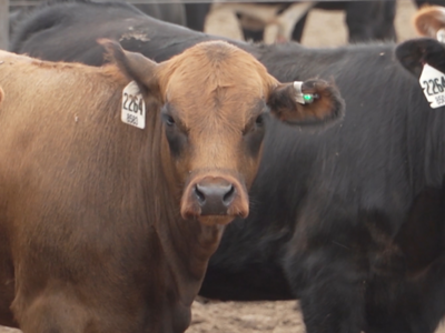 New Technology Helps Producers Identify Sick Cattle Sooner and Back to Putting on Pounds of Beef