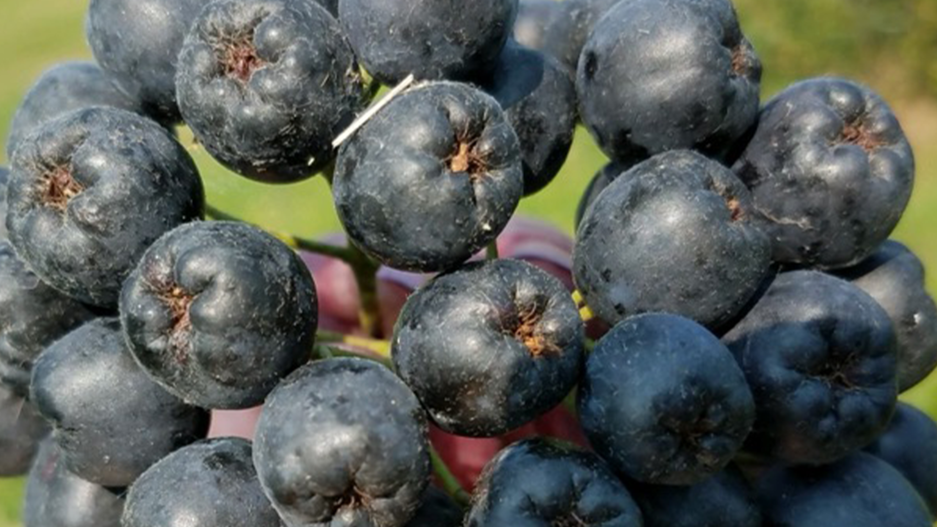 Aronia Berries New Superfood Rich in Antioxidants