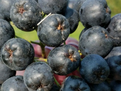 Aronia Berries New Superfood Rich in Antioxidants