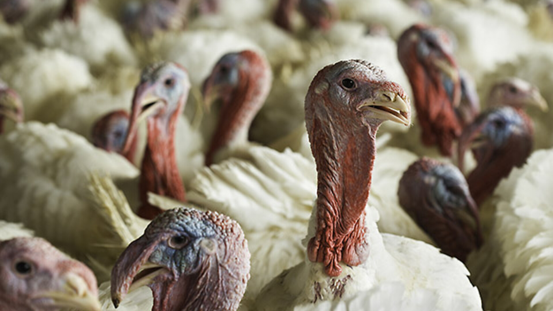 Ringing in the Holidays with Record Turkey & Egg Prices