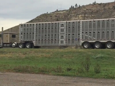 Hours-of-Service Exemption Extension for Livestock Haulers Not Renewed