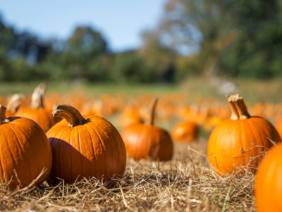 Illinois Leads U.S. Pumpkin Production
