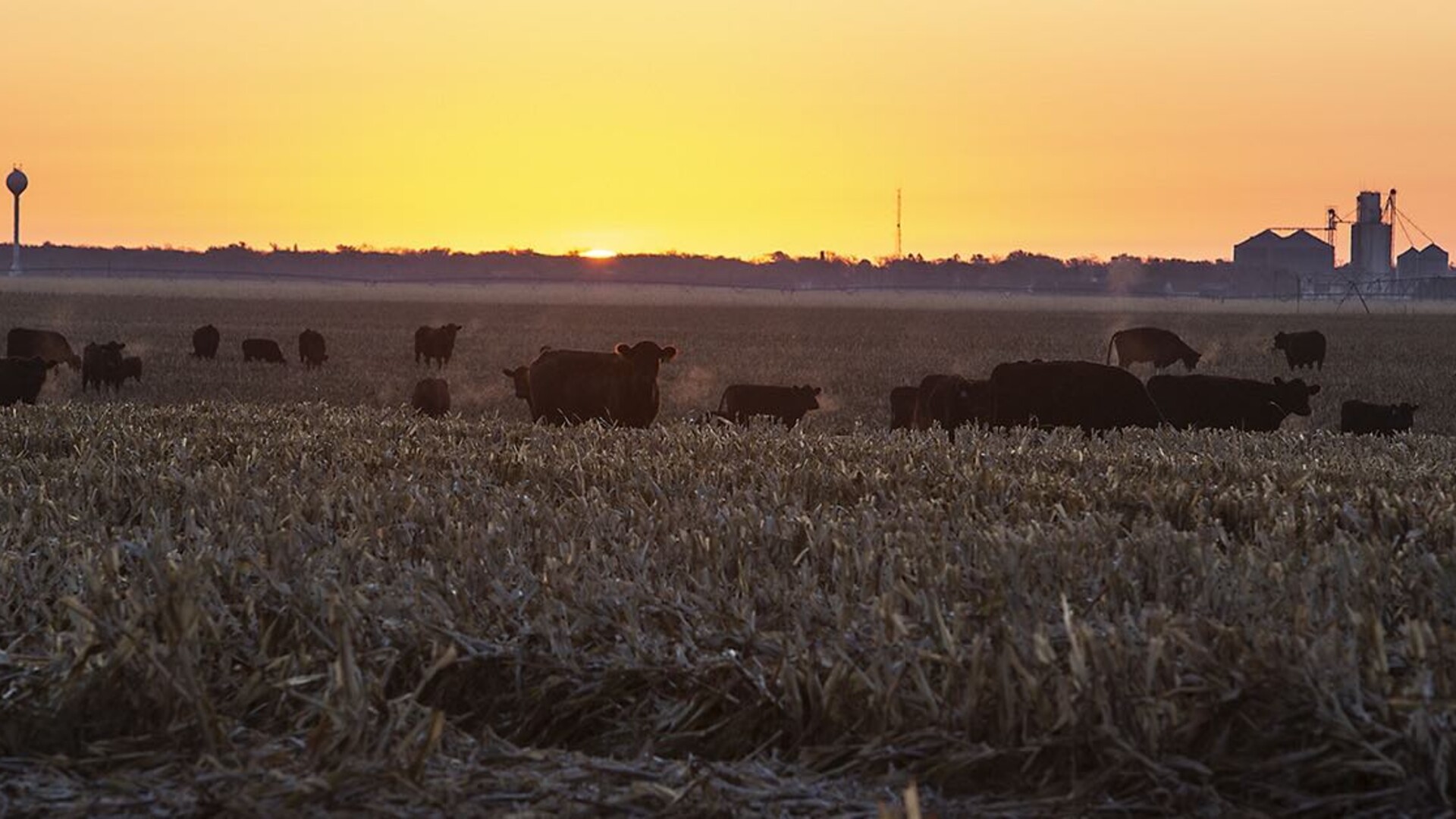 What Election Results Mean for Farm Bill