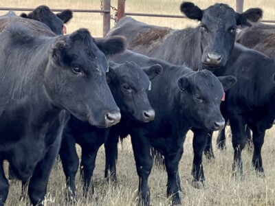 Feedlots in the Driver's Seat