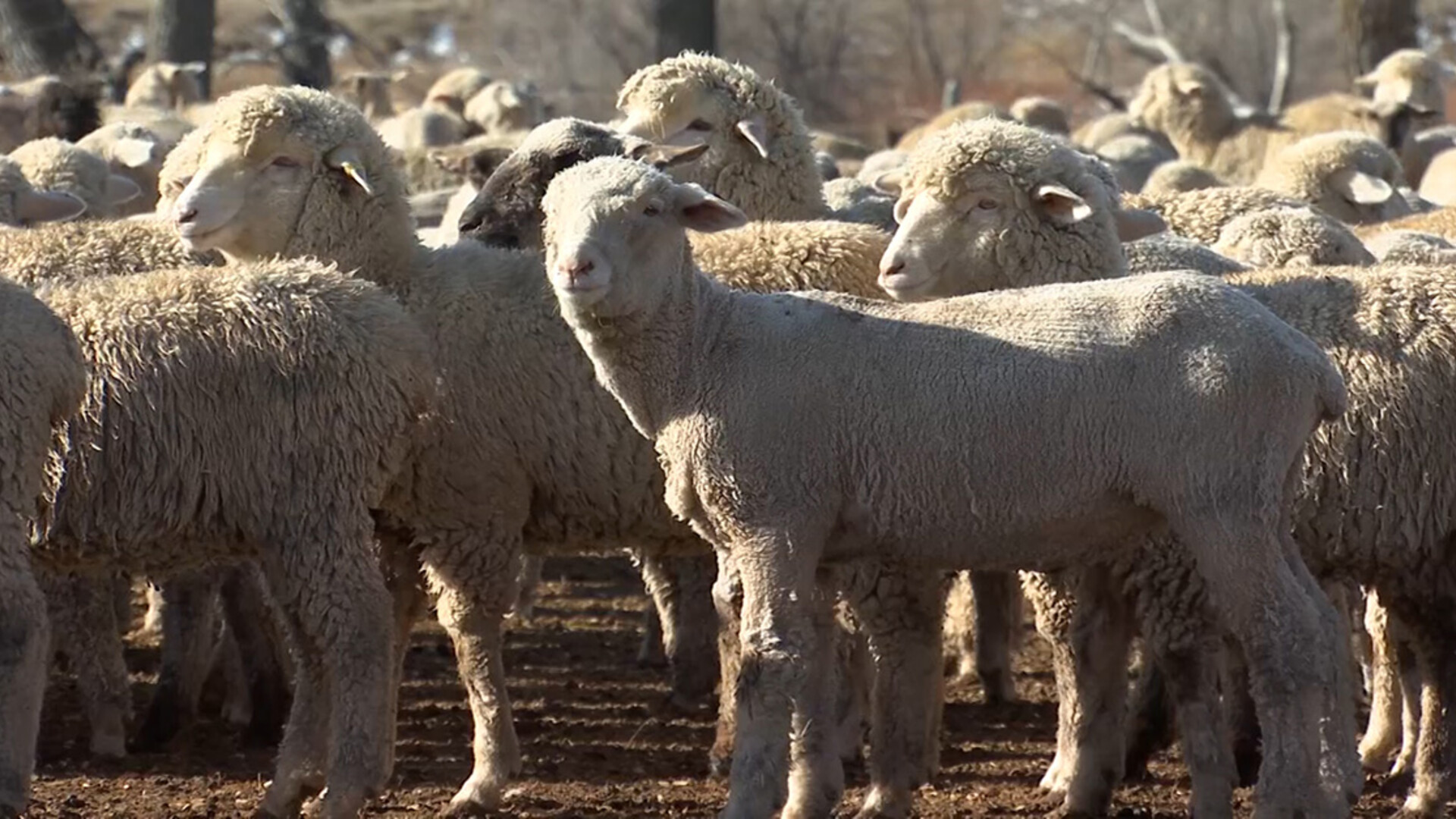 USDA Announces Section 32 Purchase of American Lamb