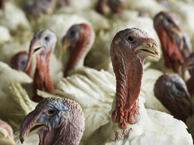 Americans Waste $450 Million Worth of Food on Thanksgiving