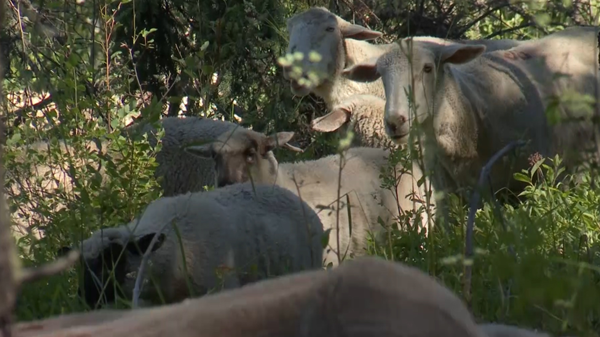 PLC and Forest Service Sign MOU to Promote Grazing Allotment Cooperative Monitoring