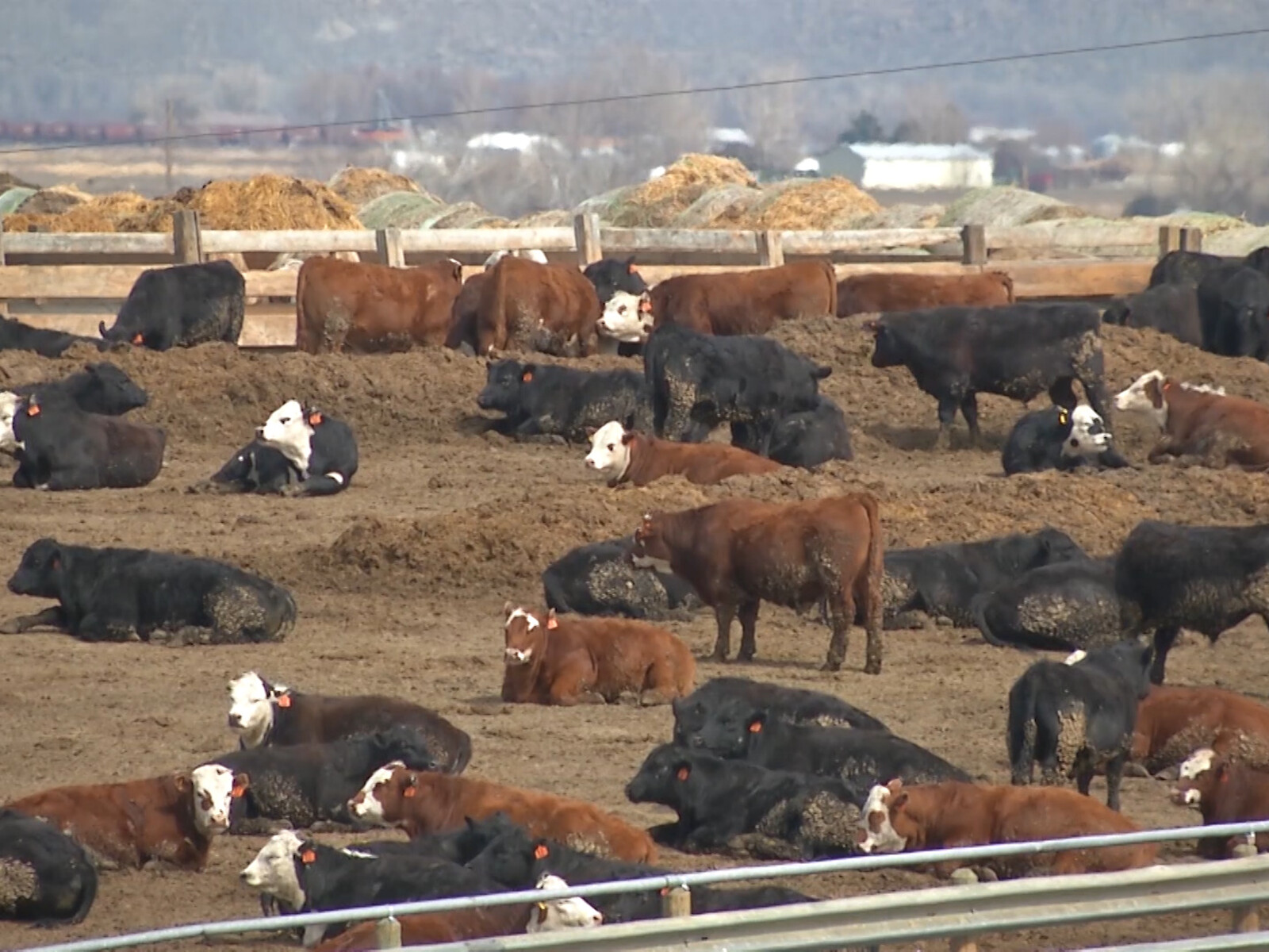 Cattle Contract Library Rule Finalized