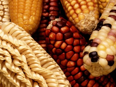 Congress Fluffs Feathers over Biotech Corn