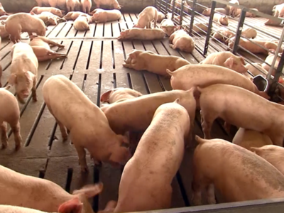 Pork Checkoff to be Reduced to 35 Cents Per $100 Value