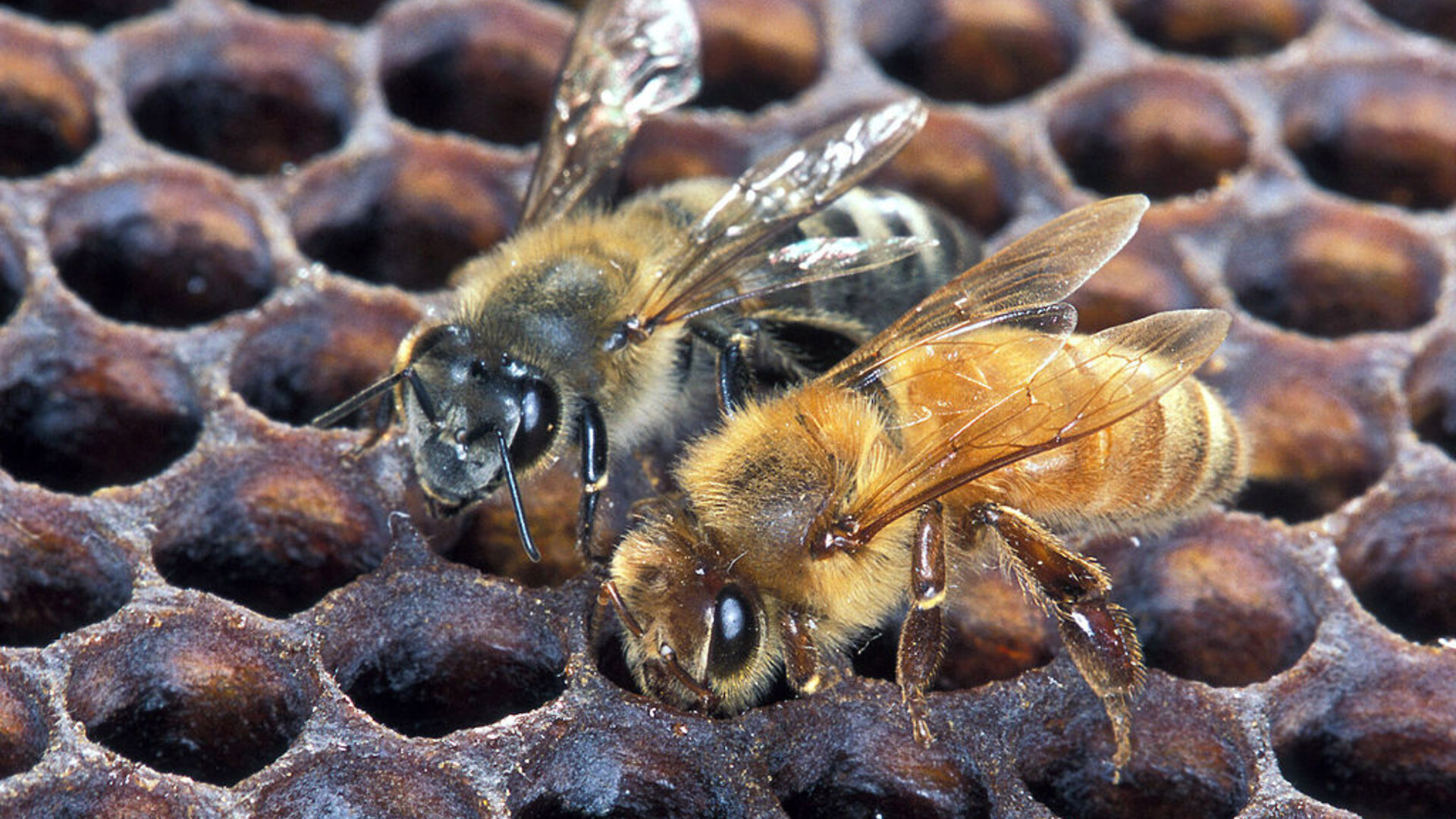 Stabenow Retirement, Honeybee Vaccine, and John Deere Innovations