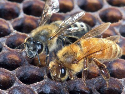 Stabenow Retirement, Honeybee Vaccine, and John Deere Innovations