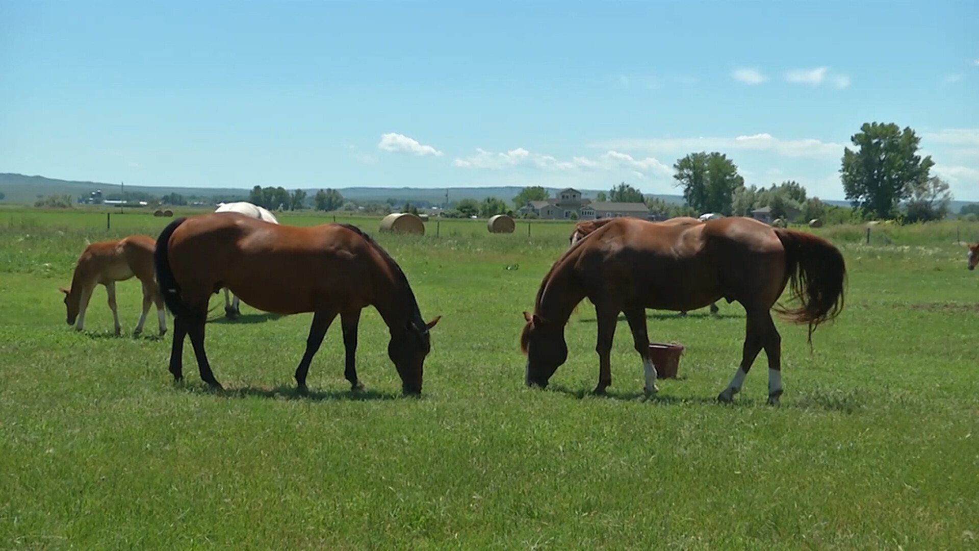 Horse Stocking Rate Guide Helps Maximize Pasture Usage