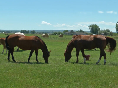 Horse Stocking Rate Guide Helps Maximize Pasture Usage