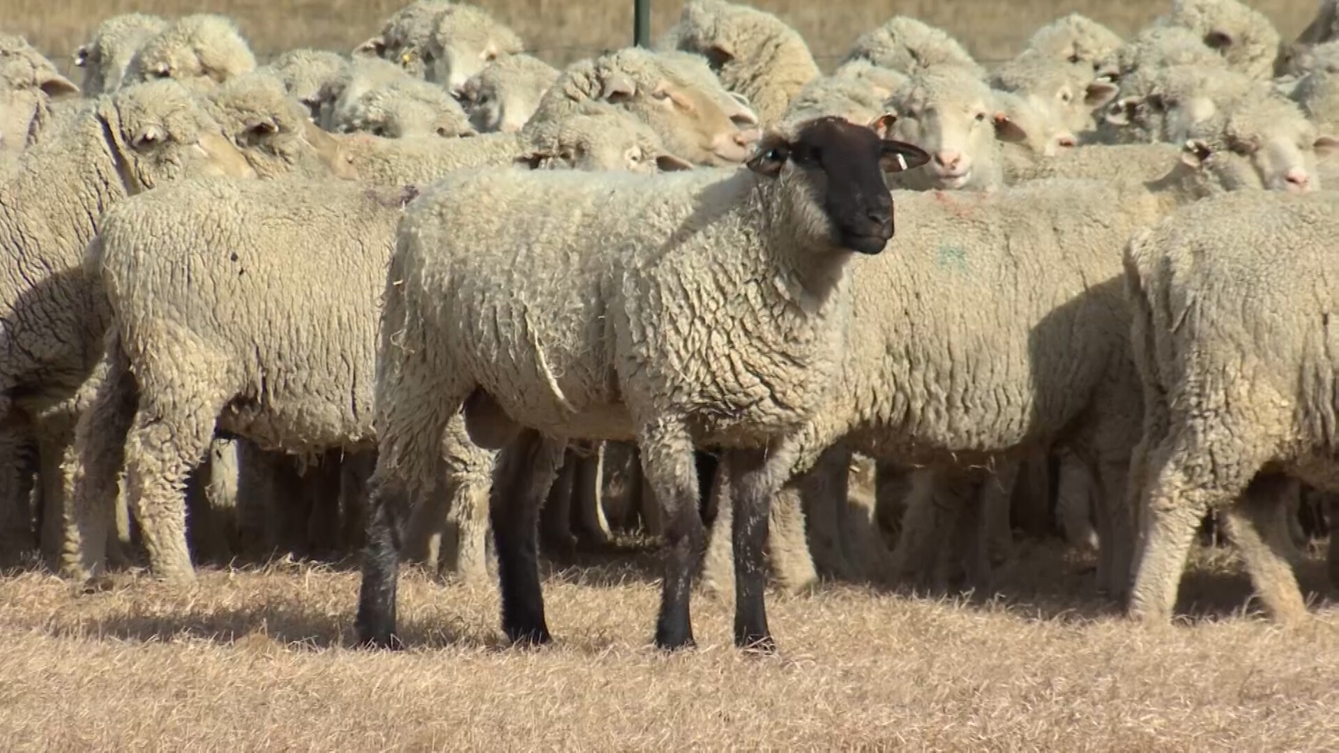 Sheep Producers Meeting in Texas for American Sheep Industry Association Convention