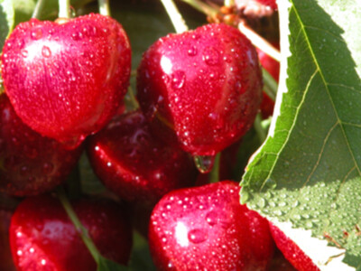 Cherries and Weather Extremes Pt 1