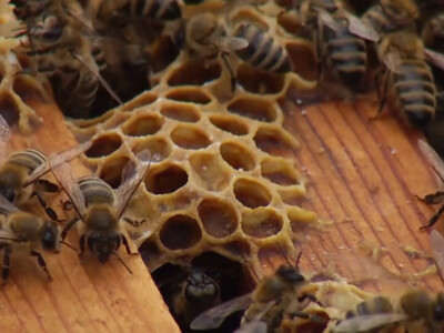 Honey Bee Vaccine to be Available This Spring
