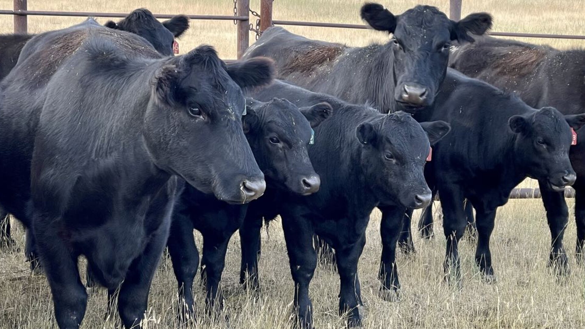 Cattle are King of U.S. Animal Receipts