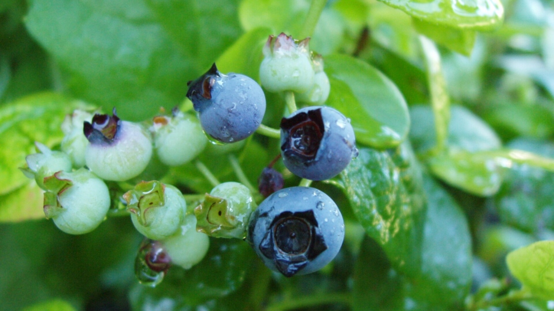 What's Happening to the Blueberries?