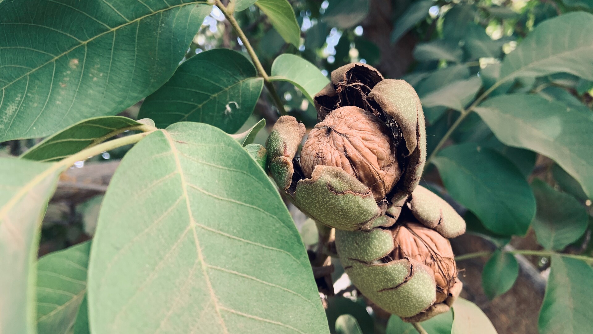 Grower: Walnut Industry In Very Tough Situation