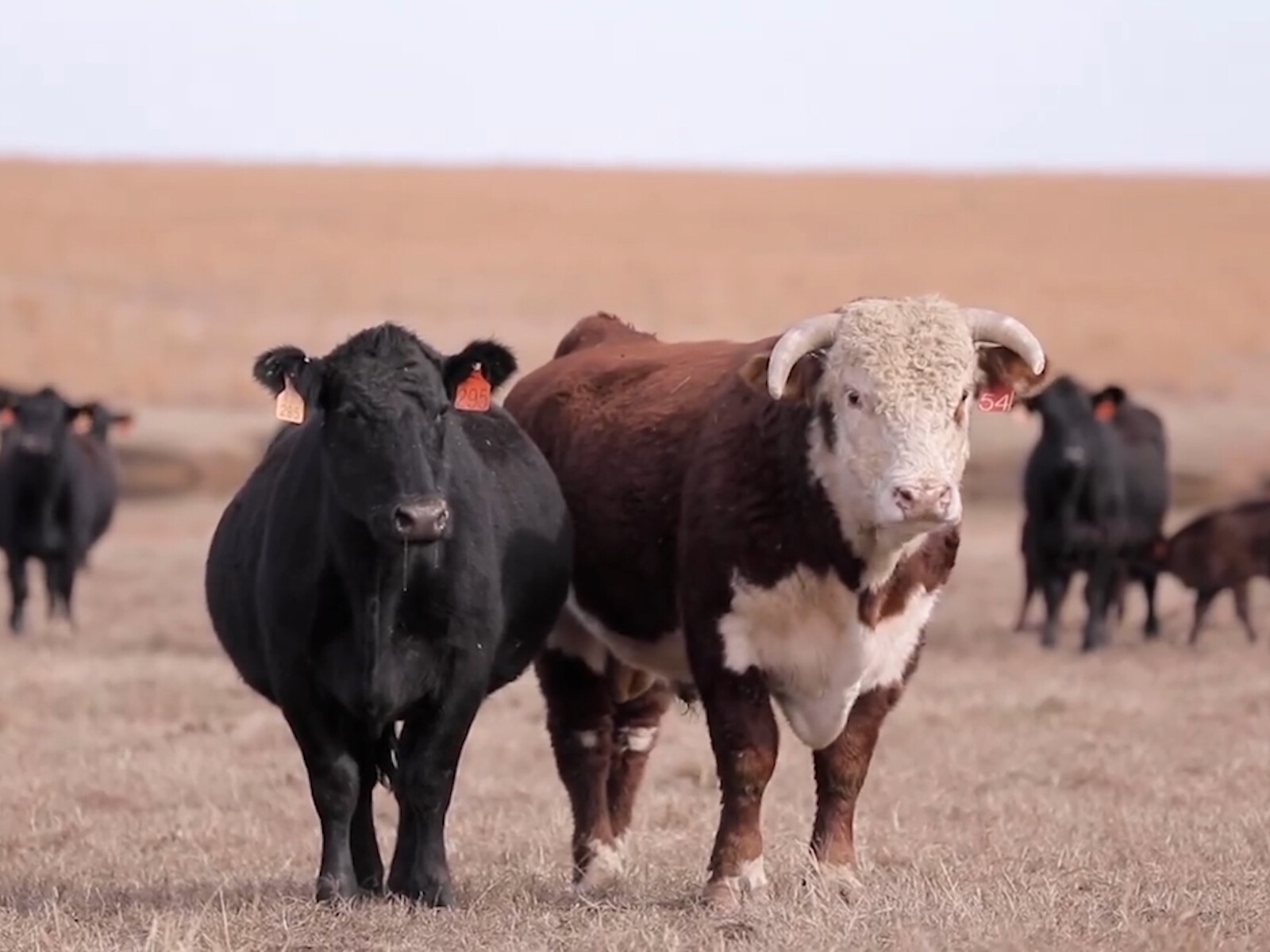 Cattle Feeding Opportunities with Hereford Genetics