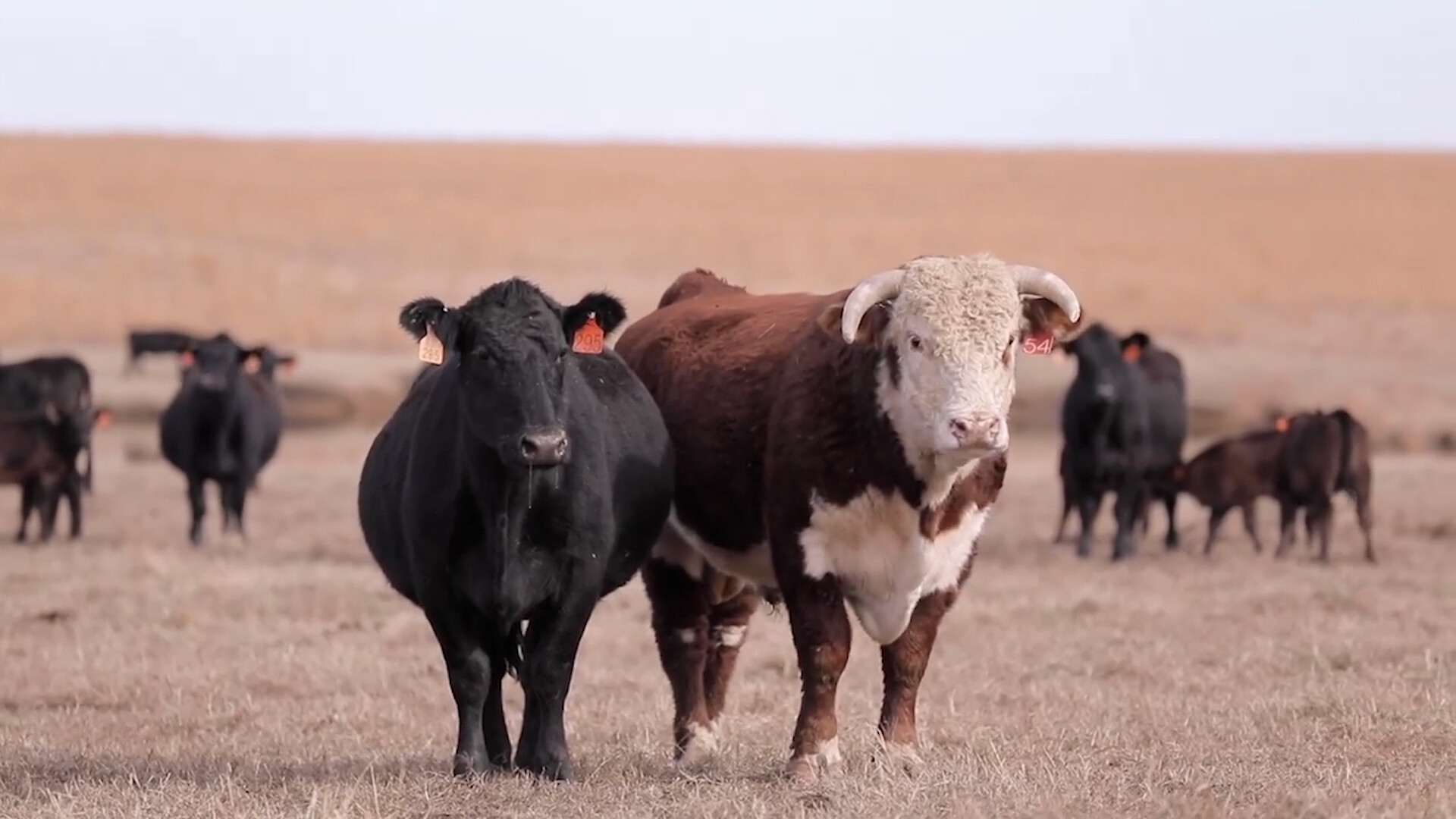 Cattle Feeding Opportunities with Hereford Genetics