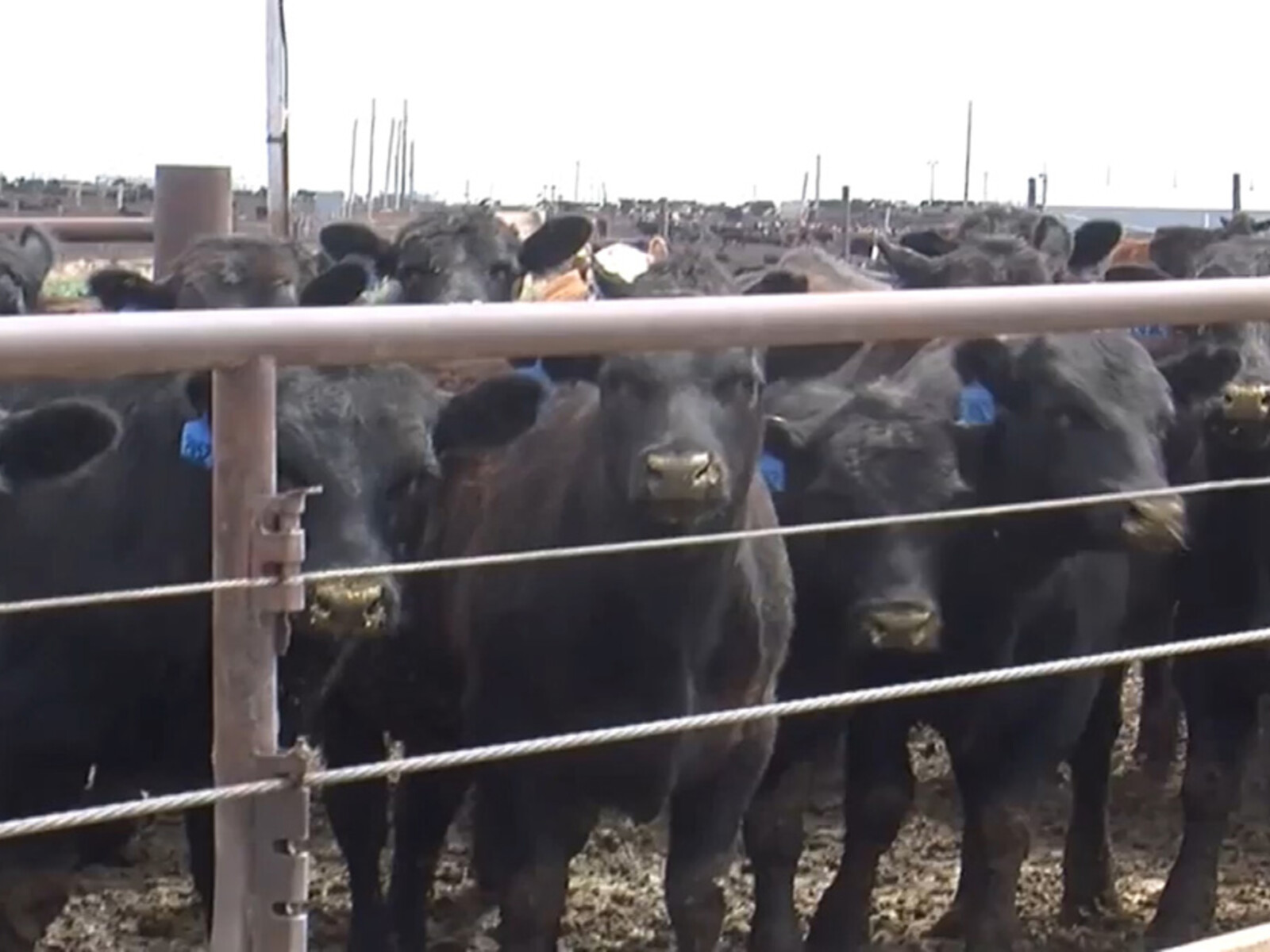 USDA Launches Pilot Cattle Contracts Library