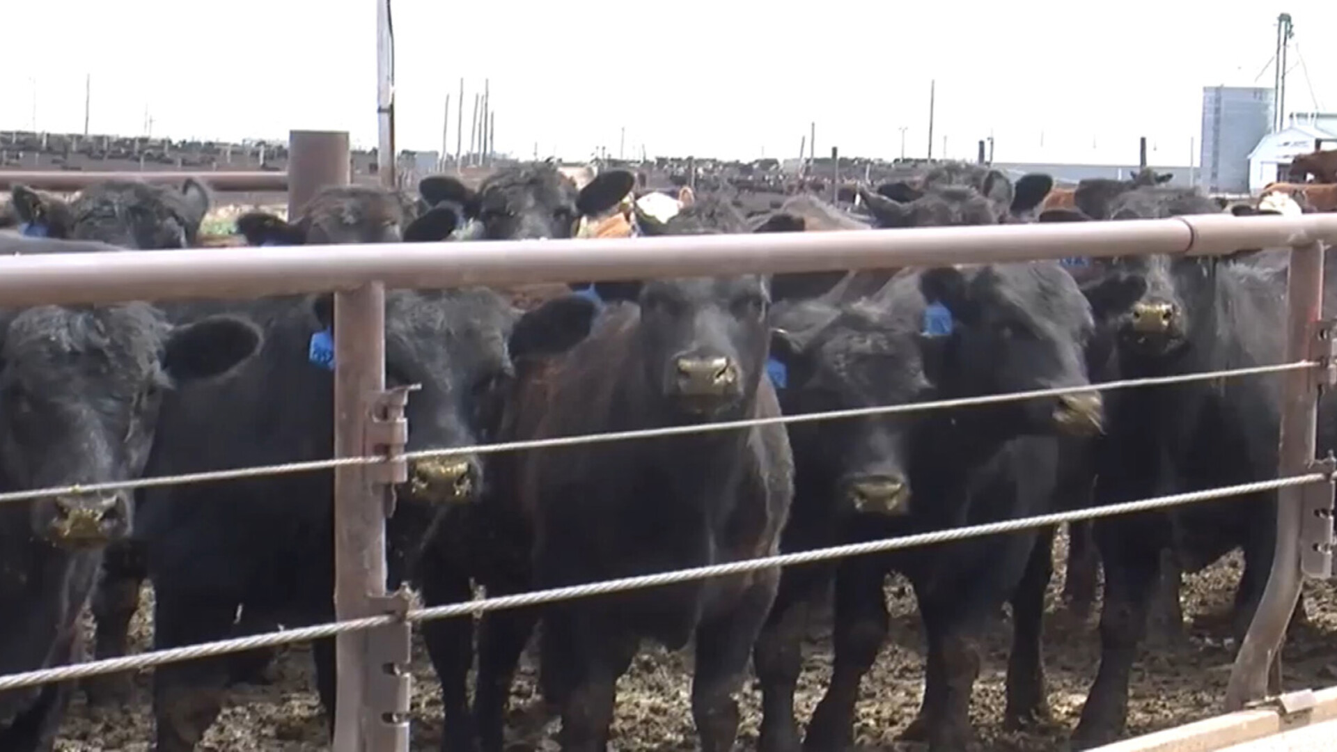 USDA Launches Pilot Cattle Contracts Library