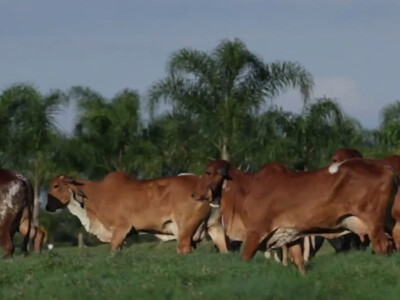 NCBA Calls Again for Immediate Halt to Brazilian Beef Imports