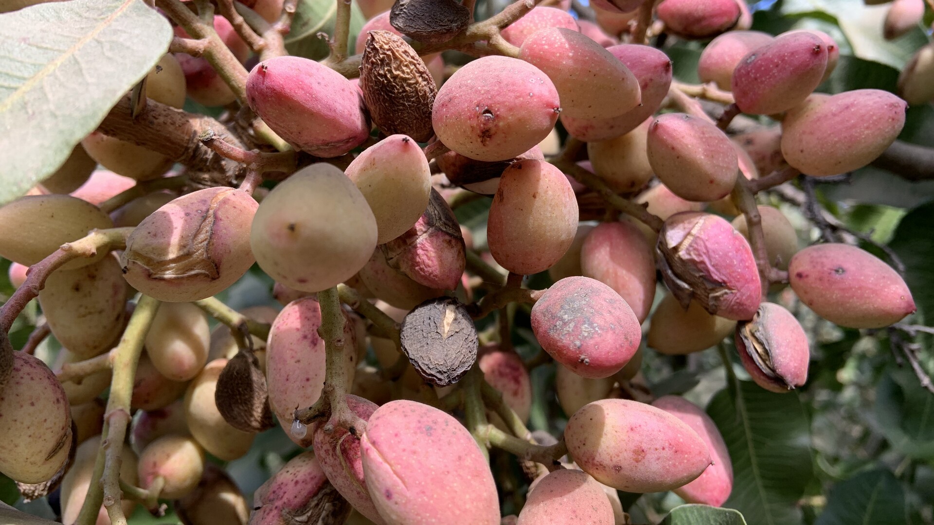 Pistachios Are a Newer Crop in California