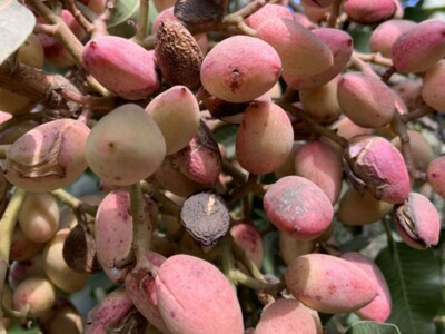 Pistachios Are a Newer Crop in California