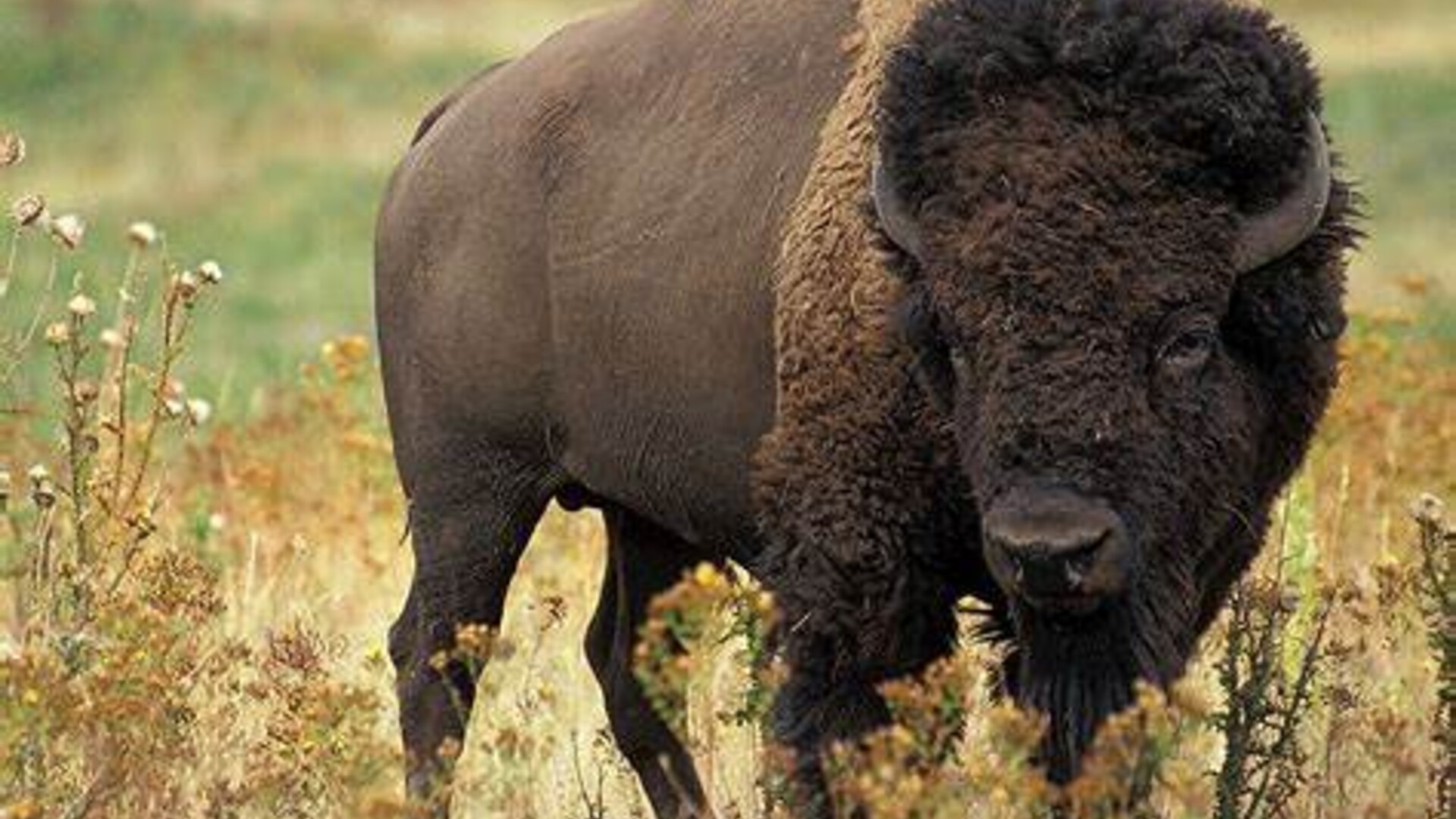 National Bison Association Research and Market Development Priorities