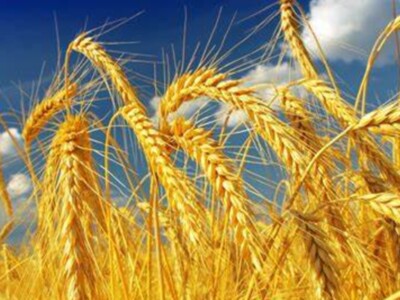 Hybrid Winter Wheat Making It's Way to the Market