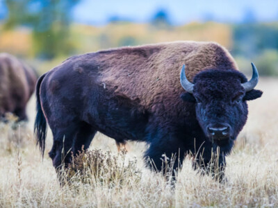 Bison Industry Weighs in on Farm Bill