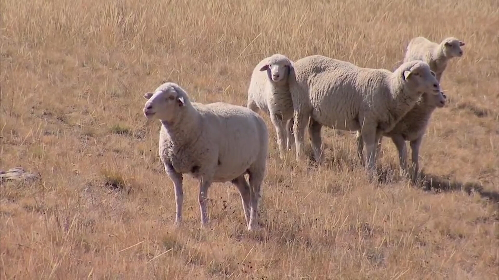 APHIS Awards Grant to ASI’s Secure Sheep & Wool Supply Plan