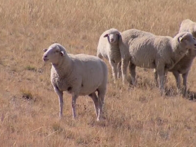 APHIS Awards Grant to ASI’s Secure Sheep & Wool Supply Plan