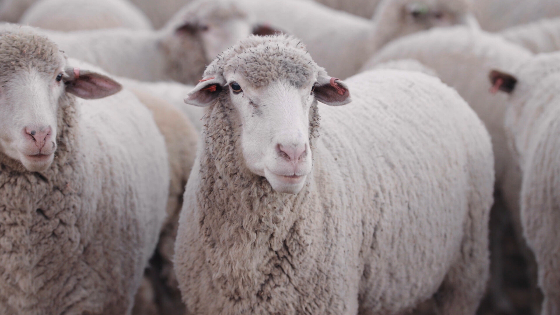 Wool LDPs Available