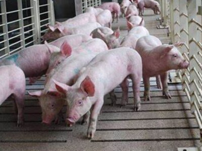National Pork Producers Council Lobbies for Ag Labor and Trade