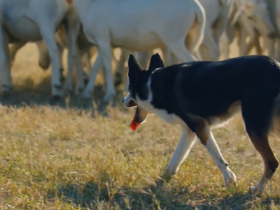Nominations Open for 2024 Farm Bureau Farm Dog of the Year Contest