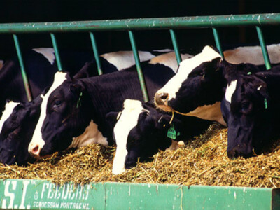 Technological Revolutions in the Dairy Industry