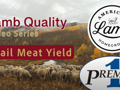 ALB Releases Final Video in Lamb Quality Series