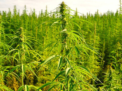 US Industrial Hemp Plunges from Last Year