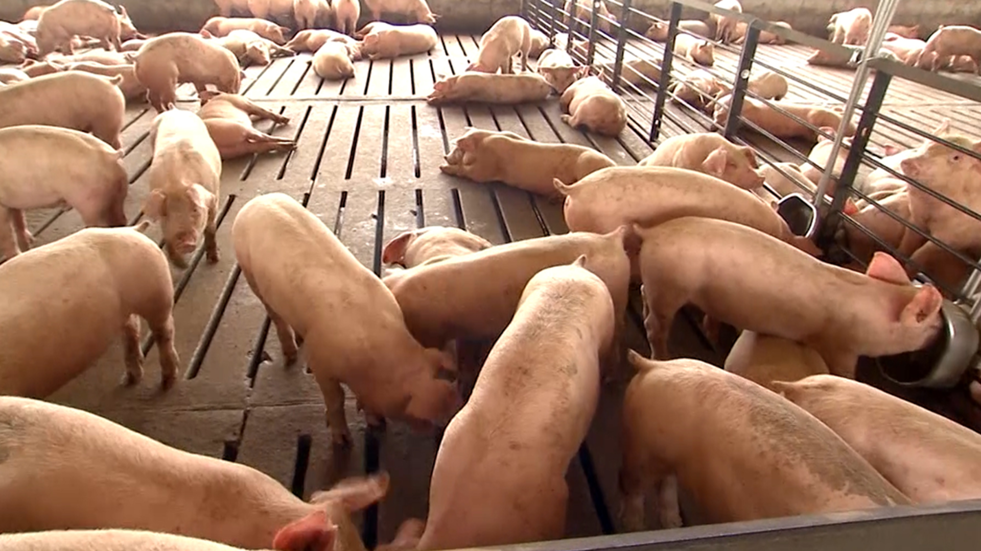 Hog Producers Lose to California As Supreme Court Upholds Prop 12