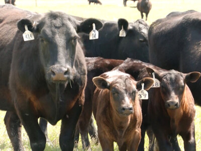 Gene-Editing Technology Produces First Calf Resistant to BVDV