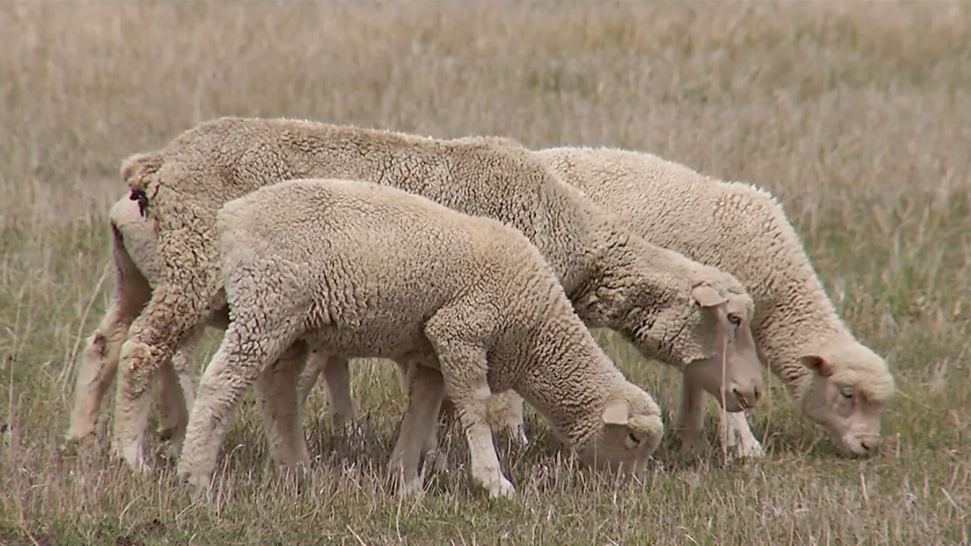 April Lamb Market Report Reflects First Quarter Data