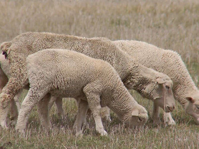 April Lamb Market Report Reflects First Quarter Data