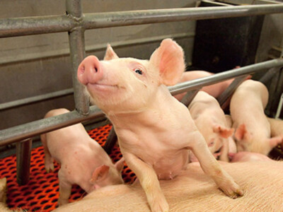 Animal Disease Preparedness, a Must for the Next Farm Bill