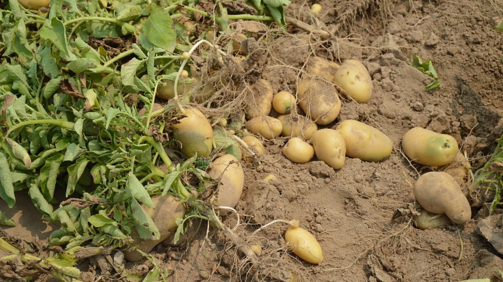 Potato Outlook for2023/24 Marketing Year