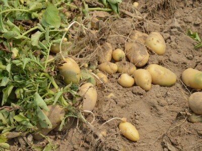 Potato Outlook for2023/24 Marketing Year